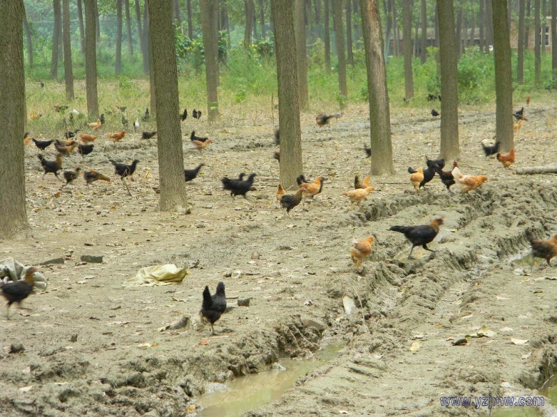 供应大量低价批发散养优质柴鸡