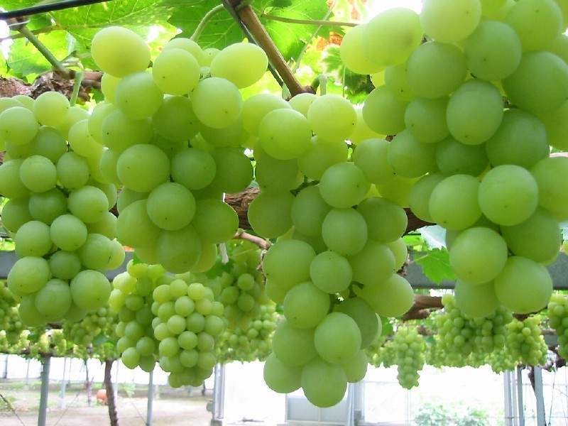 供应陕西维多利亚葡萄|巨峰葡萄|美人指葡萄批发价格