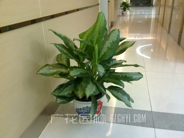 广州植物出租 广州花木租摆 广州租花服务植物选择的注意事项