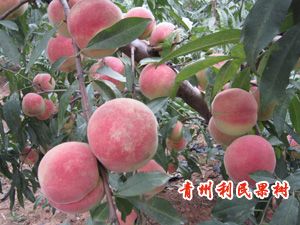 潍坊价格合理的映霜红桃树苗供应——成活率高的映霜红桃树苗