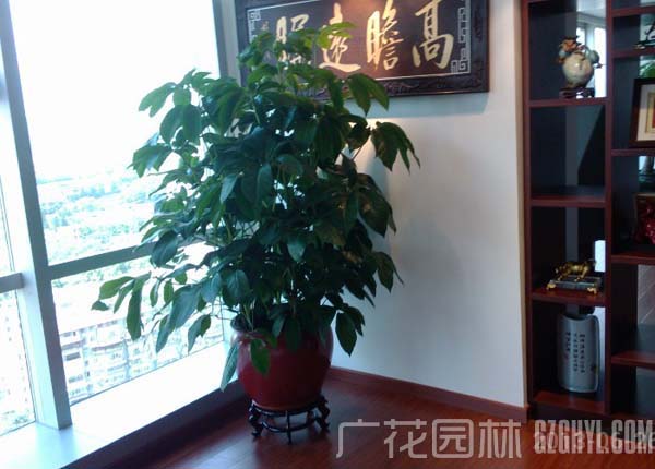 广州租花 室内花木出租出售 绿色植物美化、净化室内空间