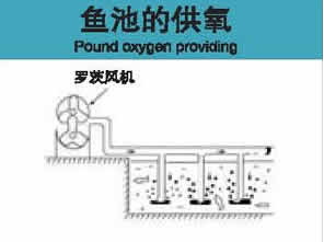 供应鱼池供氧用鲁式风机