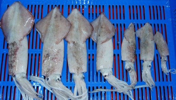 供应挪威冷冻鱿鱼 鱿鱼须 黄菇鱼 对虾 松鱼 鳐鱼老板鱼
