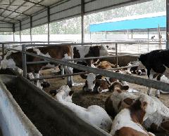 供应山西忻州奶牛肉牛养殖行业分析报告肉牛养殖经验