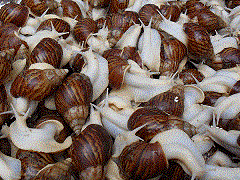 供应：鲜活白玉蜗牛