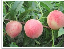成活率较高的新西兰桃苗种植基地、批发商，青州利民苗木