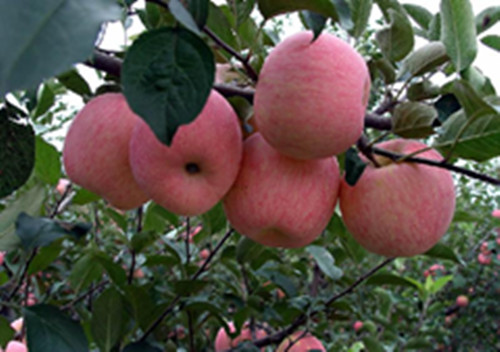 红富士苹果苗 美国苹果苗 矮化苹果苗