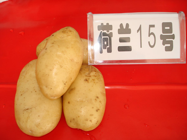 供应早大白土豆种植方法