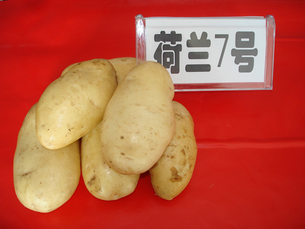 供应马铃薯种子进口土豆种子