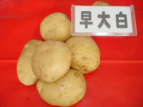 供应早大白土豆种子销售
