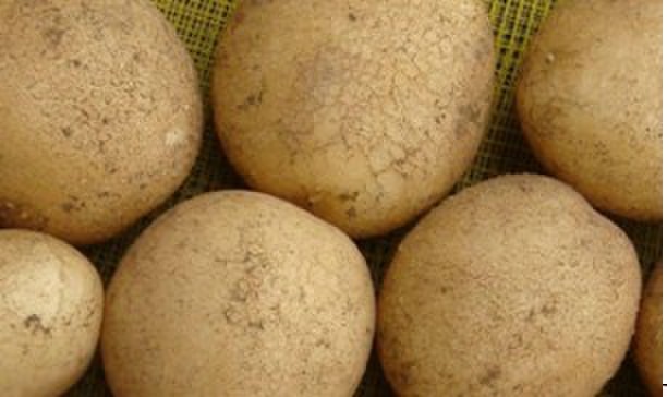 供应脱毒大西洋土豆种子种植技术