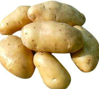 供应抗病毒土豆种子质量有**的土豆种子