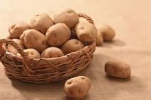 供应马铃薯种植方法