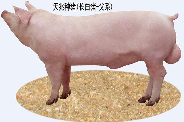 遂宁种猪价格，天兆猪业养猪系统工程*！