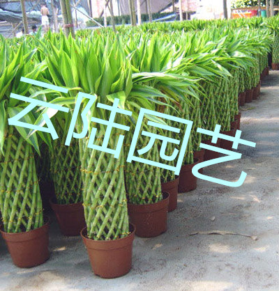 武汉，提供，吸甲醛盆栽盆景，防辐射盆栽盆景，发财树