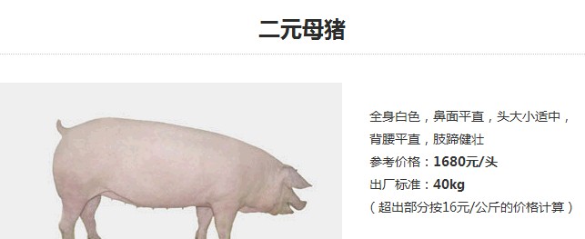湖南种猪价格，天兆猪业母猪年均出栏25头！