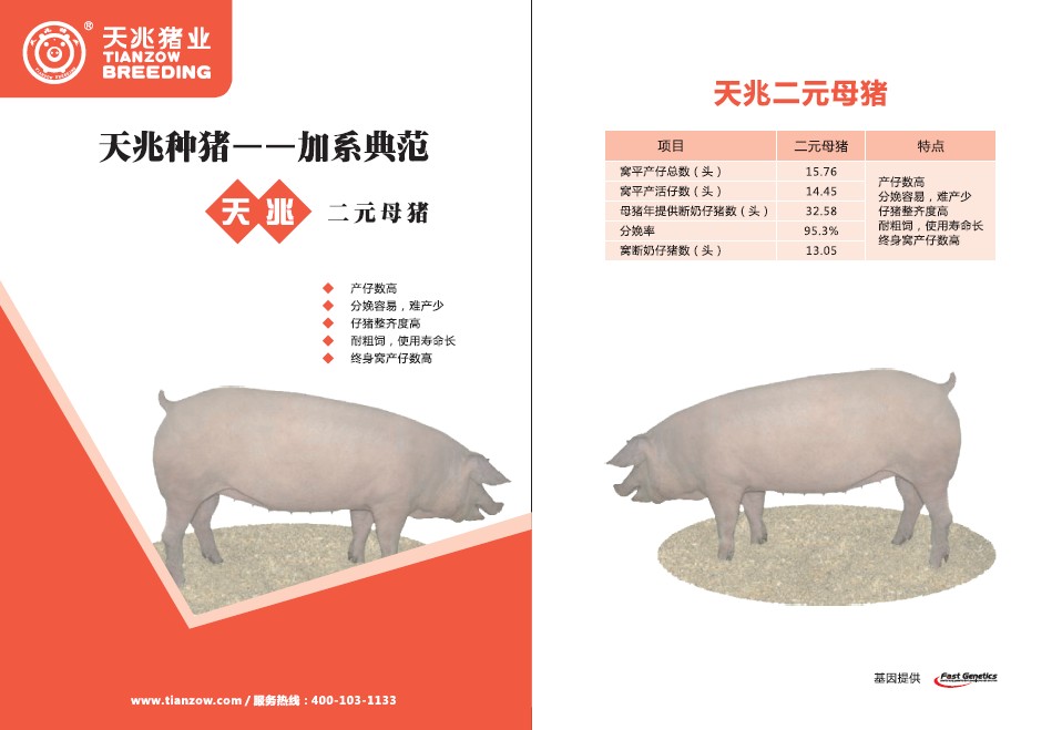 河南种猪价格，天兆猪业母猪年均出栏25头！