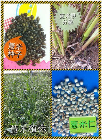 日本引进培育优质薏苡薏米薏仁种子出售