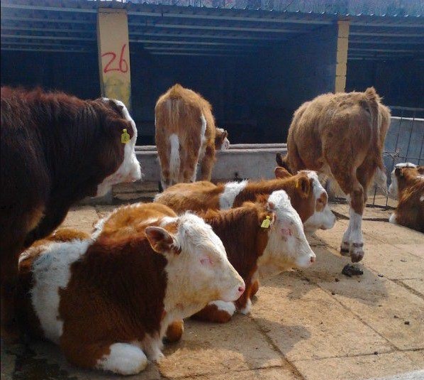 现达牧业供应肉牛犊，西门塔尔牛，利木赞牛，夏洛莱牛，鲁西黄牛，改良肉牛