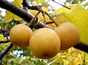 抚州地理标志产品——水果蜜梨、蜜桔和药材或香精香料、色素原料黄栀子