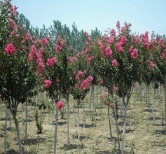 大量出售安徽肥西地区地价2公分3公分4公分5公分6公分紫薇