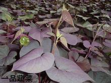 红薯苗价格 紫薯苗厂家 北京金农丰源地瓜苗公司常年供应