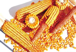 供应散玉米种子脱毒优质品种玉米价格