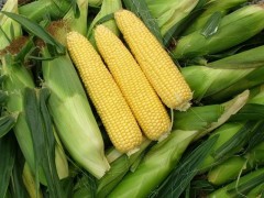 粘玉米种子 优质高产脱毒品种黄甜玉米种子批发