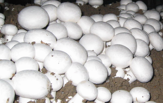 四川骐成双孢菇菇房空调机组节能，环保，智能化控制