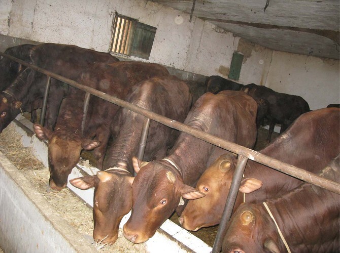 山东现达牧业养殖场出售肉牛犊种牛架子牛杂交牛