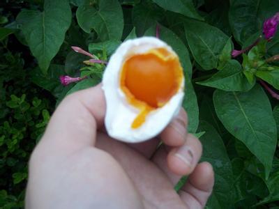 65g单黄咸鸭蛋