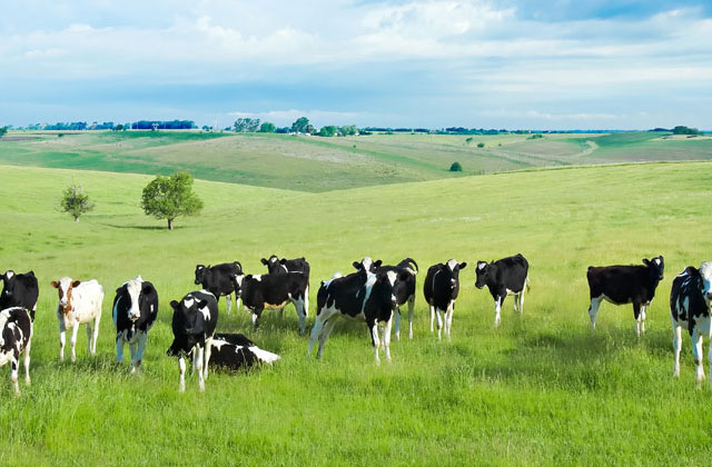 新西兰纯牛奶|奶粉进口关税|增值税?消费税怎么