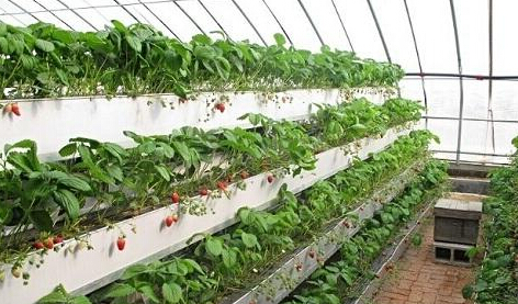 草莓种植槽生产厂家开发的草莓立体种植槽，并引进了加温、滴灌、排水等整套