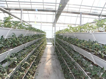 大棚草莓立体栽培槽，草莓种植立体式育苗，瓜果种植选立体式种植槽我厂产