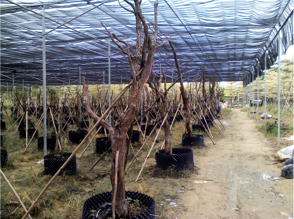 果树栽培温室果树栽培大棚-芳诚果树栽培温室厂家