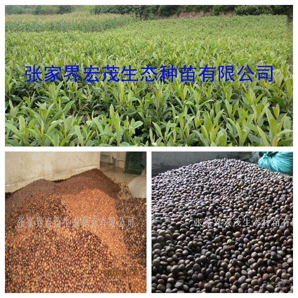 湖南地区自产自销枇杷种子