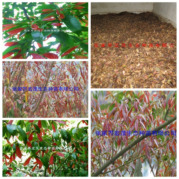 红翅槭是怎么播种的 供应红翅槭种子，红翅槭育苗技术指导