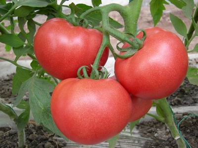 荷兰**早一号f1-早熟番茄种子