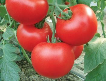 荷兰进口欧斯帝-高抗TY番茄种子