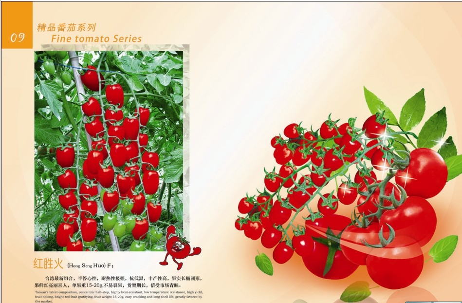 北京米瑞柯番茄种子|樱桃番茄种子|中国台湾小番茄种子|耐热番茄种子|抗TY番茄种子|好番茄种子|进口番茄种子|番茄基地**种子|串收番茄种子