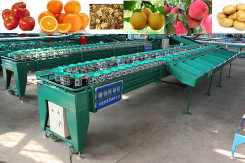 阳山水蜜桃大小分拣选果机，机械化水蜜桃等级分拣机