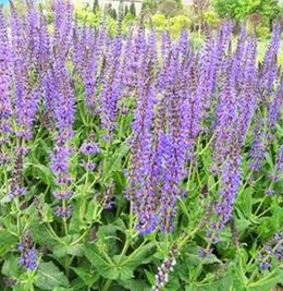 山东青州向阳草花苗木基地专供鼠尾草,万寿菊,孔雀草,一串红,一支笔