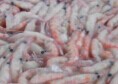 南极磷虾
