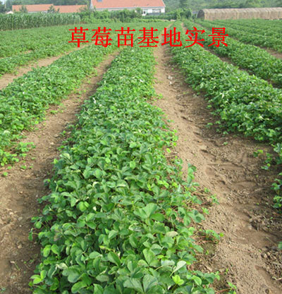 黄石地区草莓苗