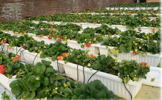 河北草莓栽培槽厂家，生态观光园无土栽培槽，加工立体种植槽