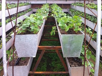 江苏草莓种植槽，杭州草莓栽培槽批发，专业生产无土栽培草莓槽