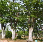 河北的榆树小苗种植基地比较大