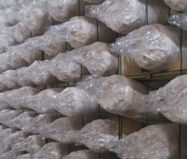安平天垚网业供应钢丝浸塑养蘑菇网片