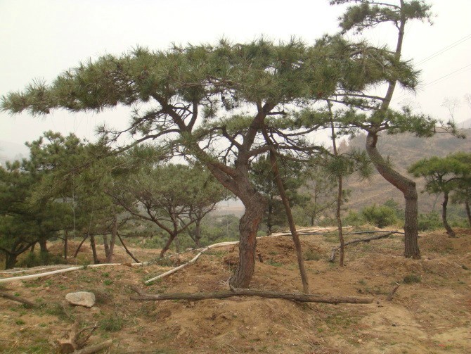 莱芜造型景观松树培育基地