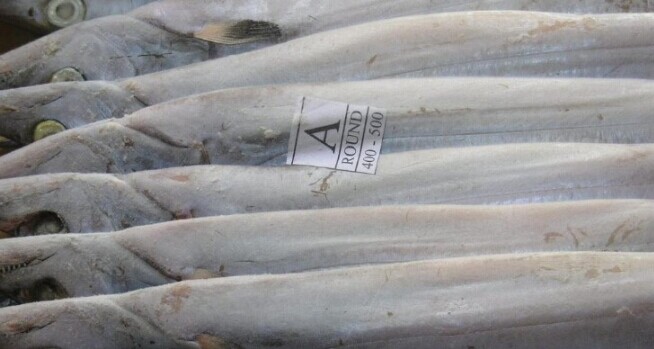 低价销售批发红头鱼 鳕鱼 金枪鱼 冷冻水副产品免费送货热销